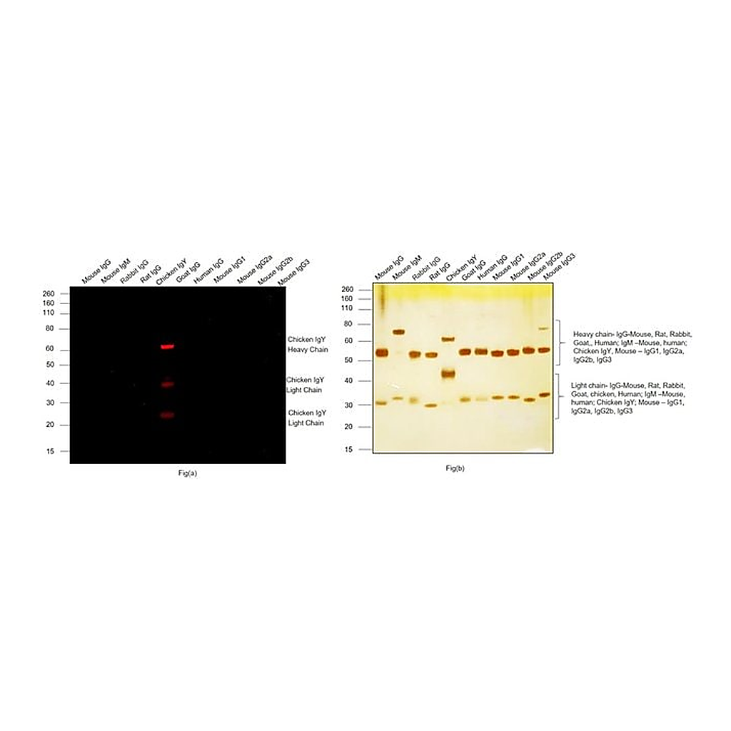 Thermo Fisher Scientific Goat anti-Chicken IgY (H+L) Cross-Adsorbed Secondary Antibody, Alexa Fluor Plus 680