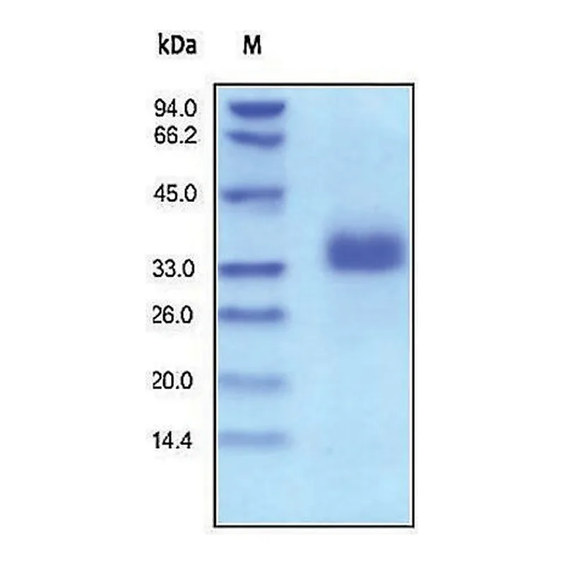 Merck EpCAM/CD326 human