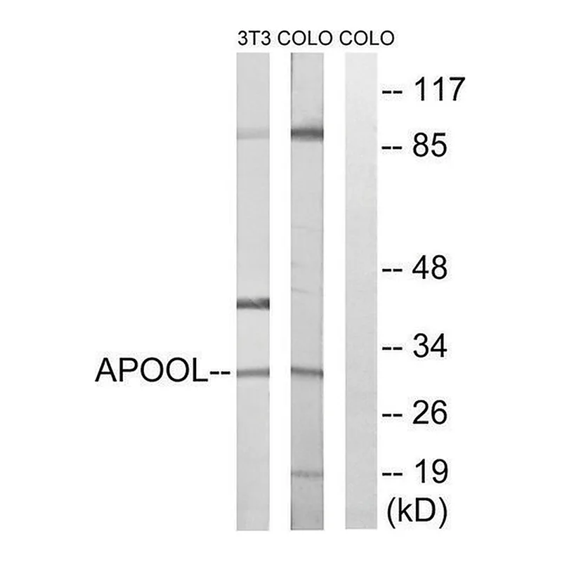Merck Anti-APOOL antibody produced in rabbit