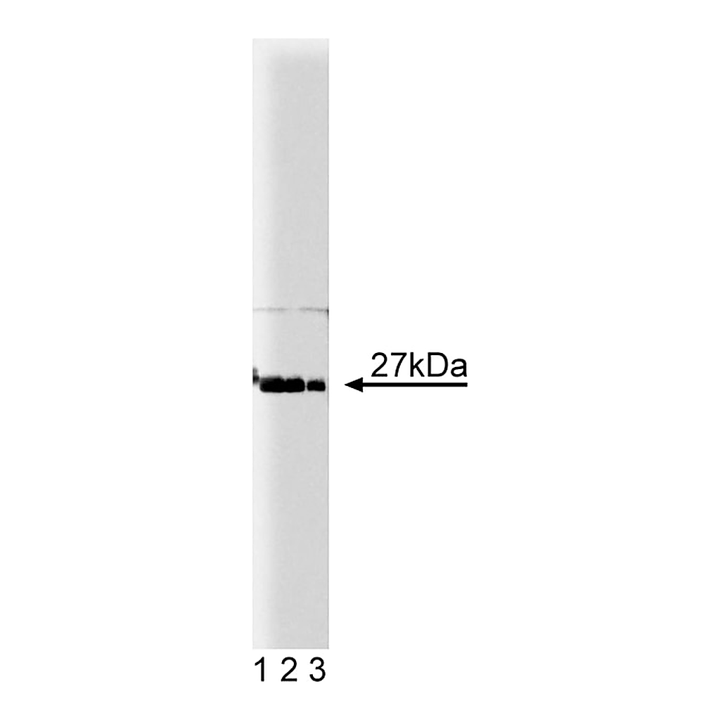 BD Purified Mouse Anti-p27[Kip1]