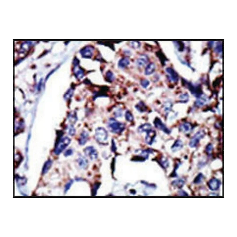 Merck Anti-DGKD (C-term) antibody produced in rabbit