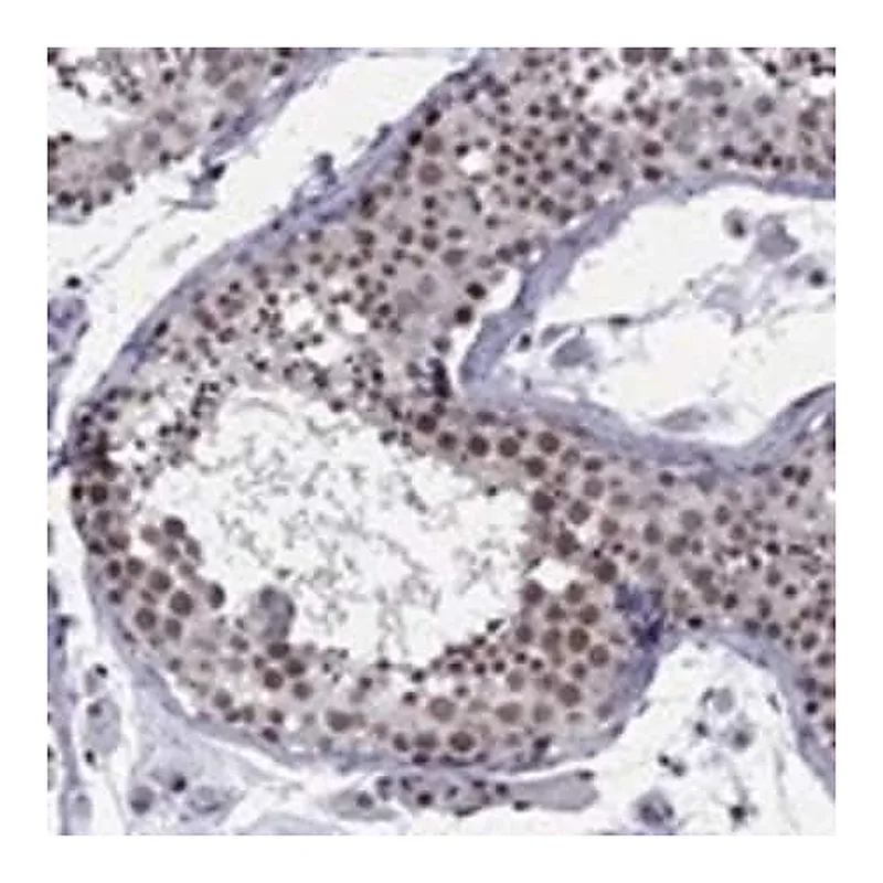 Merck Anti-TAF9 antibody produced in rabbit