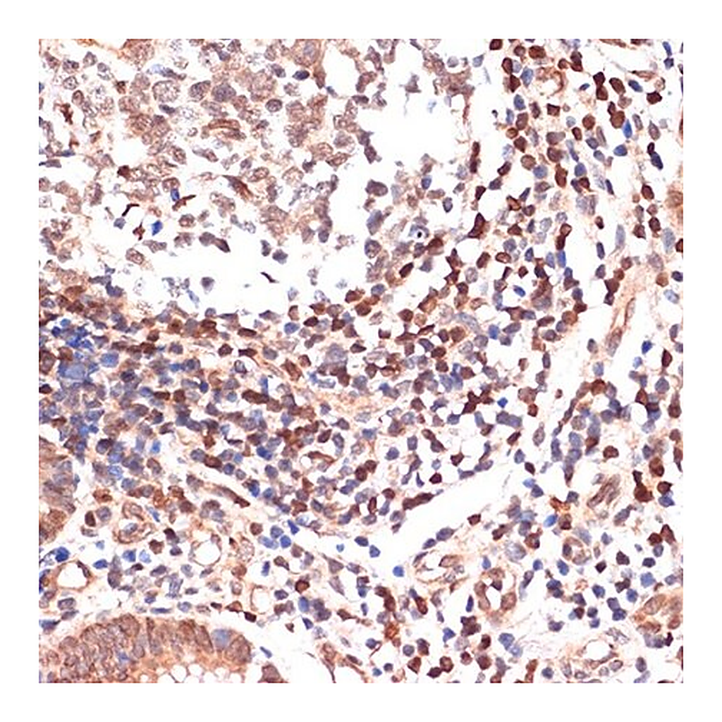 Merck Anti-ALOX5 antibody produced in rabbit