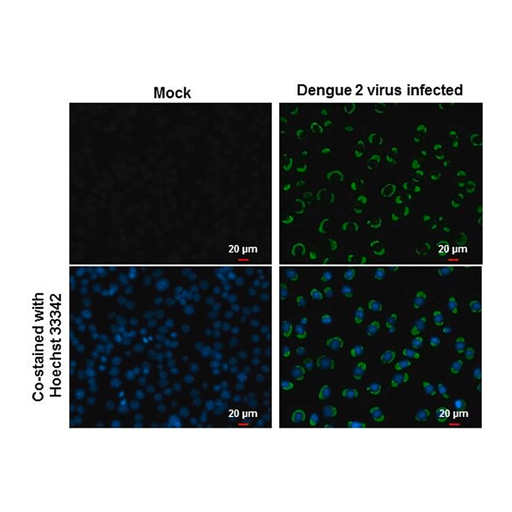 Merck Monoclonal Anti-Dengue virus NS1 protein antibody produced in mouse