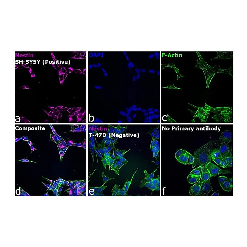 Thermo Fisher Scientific Rabbit anti-Mouse IgG (H+L) Cross-Adsorbed Secondary Antibody, Alexa Fluor 647