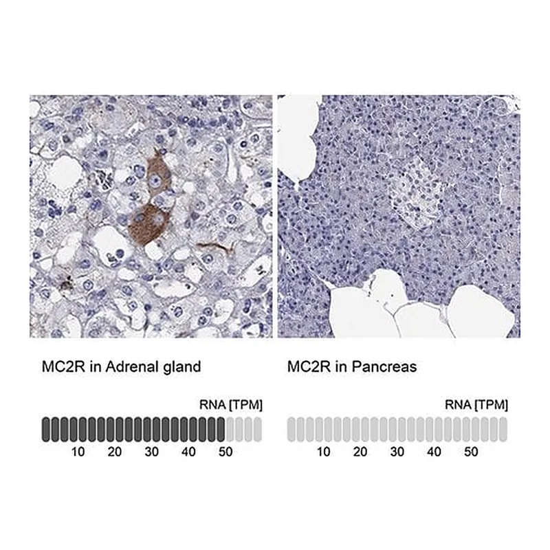 Merck Anti-MC2R antibody produced in rabbit