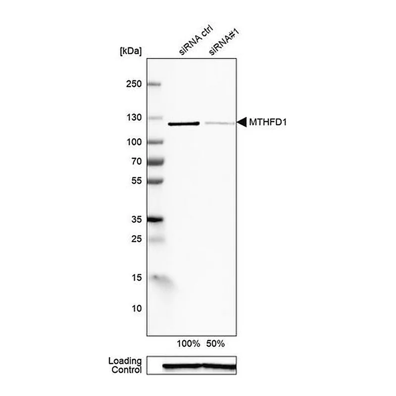Merck Anti-MTHFD1 antibody produced in rabbit