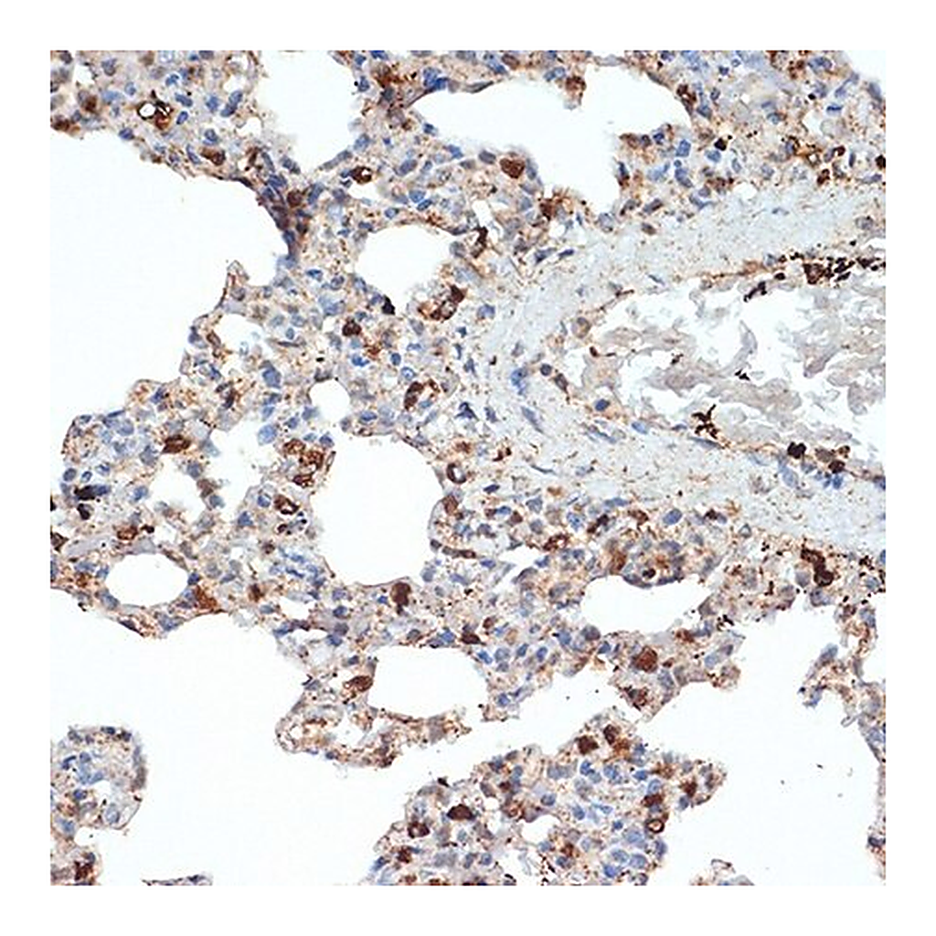 Merck Anti-SR-B2/LIMPII antibody produced in rabbit
