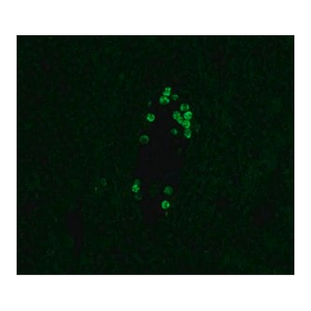 Merck ANTI-HUMAN IGG4−FITC ANTIBODY, MOUSE MO&