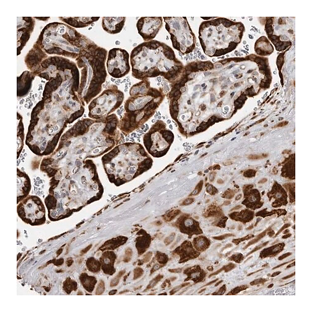 Merck Anti-ALPK2 antibody produced in rabbit