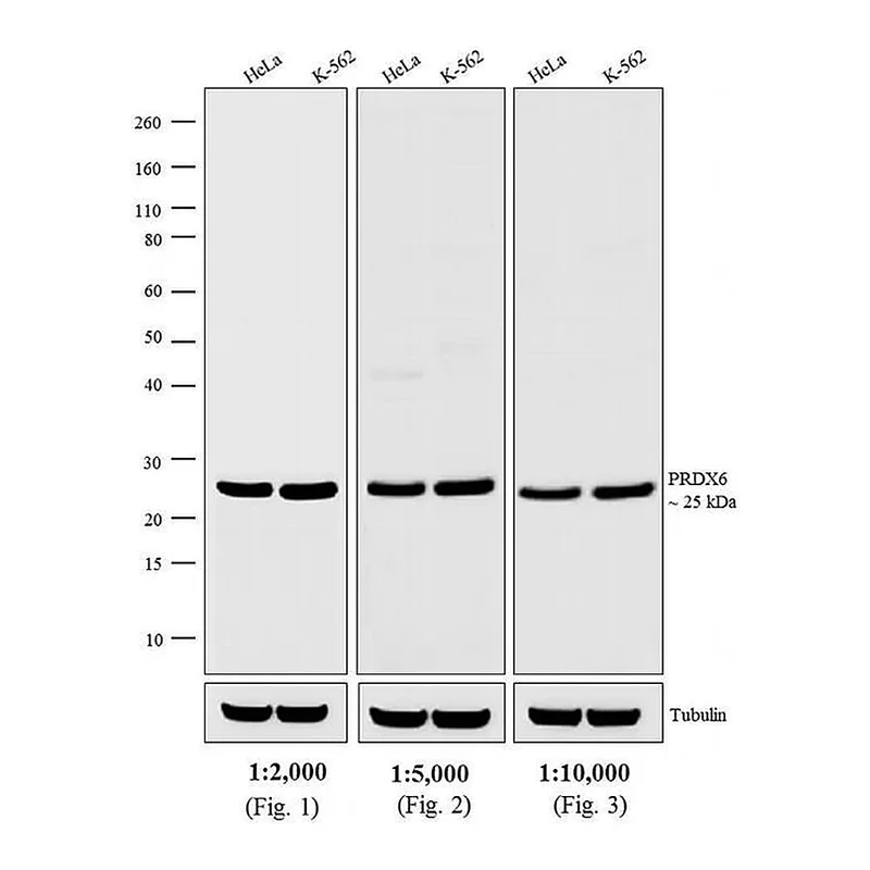 Thermo Fisher Scientific Donkey anti-Rabbit IgG (H+L) Cross-Adsorbed Secondary Antibody, HRP