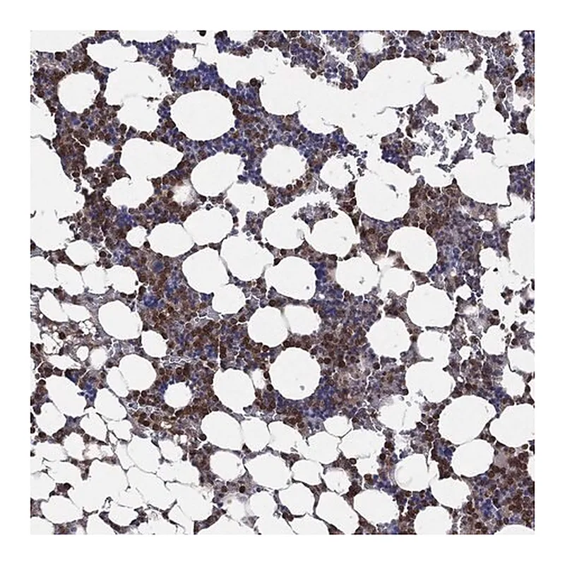 Merck Anti-FES antibody produced in rabbit