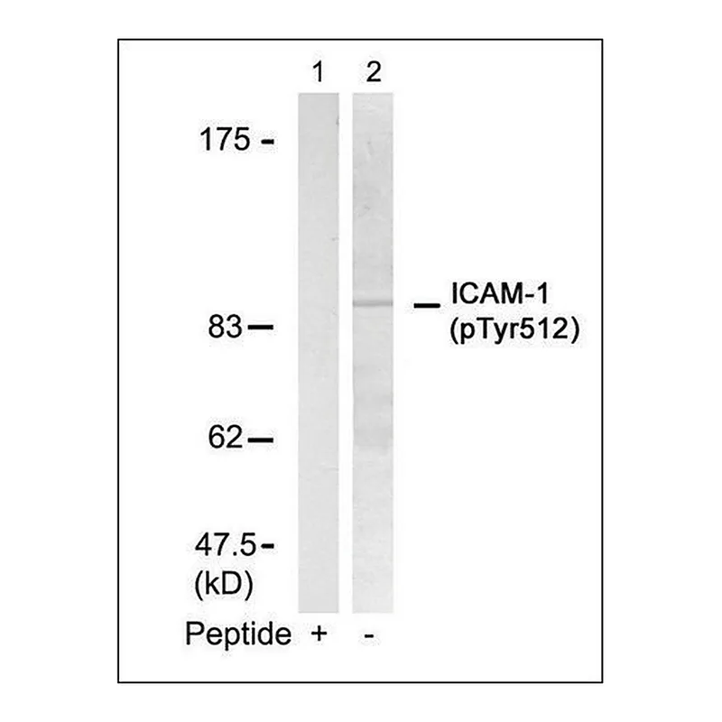 Merck Anti-phospho-ICAM1 (pTyr512) antibody produced in rabbit