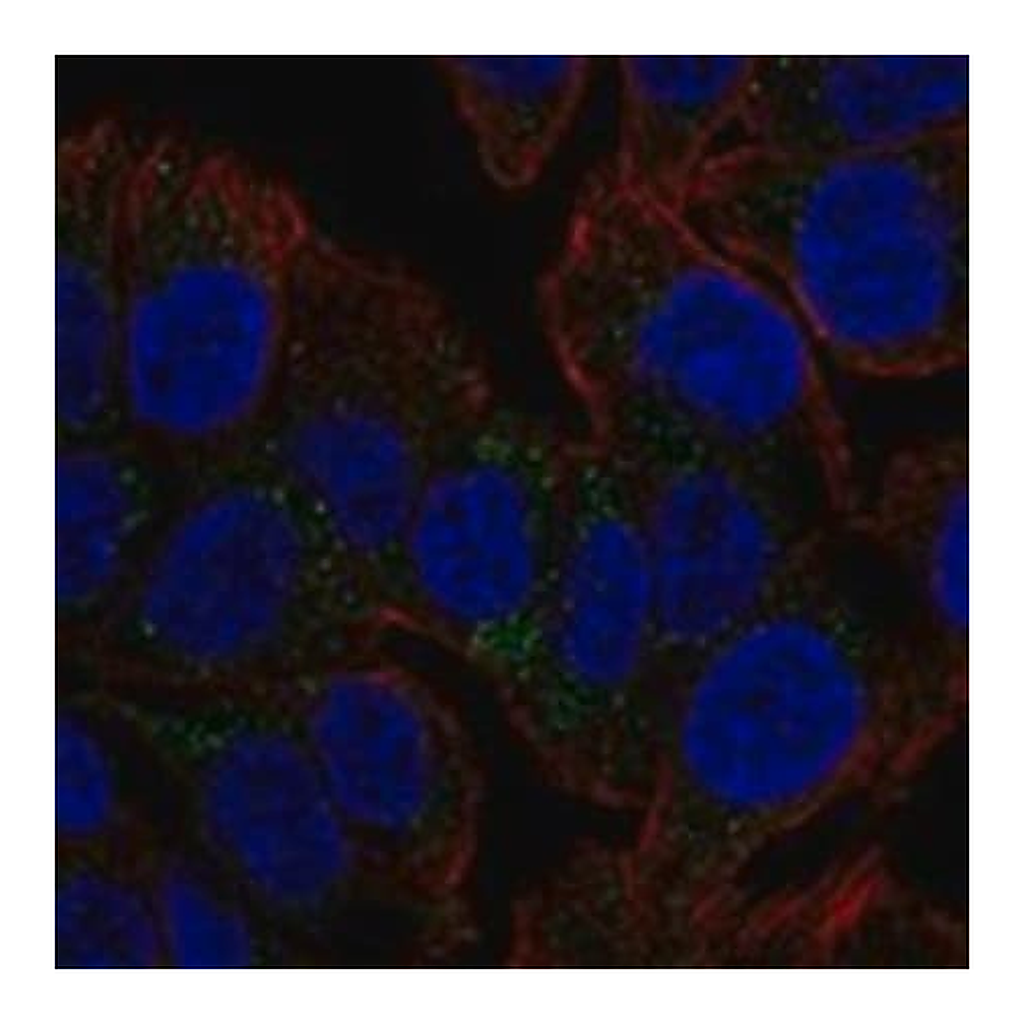 Merck Anti-TSPAN8 antibody produced in rabbit