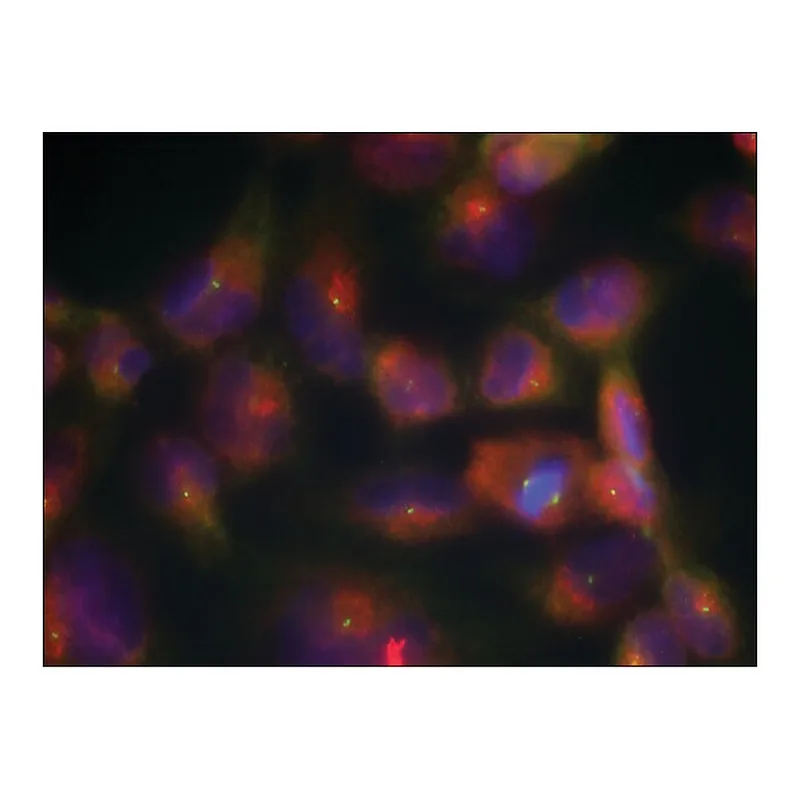 Merck Anti-MAPT (Ab-356) antibody produced in rabbit