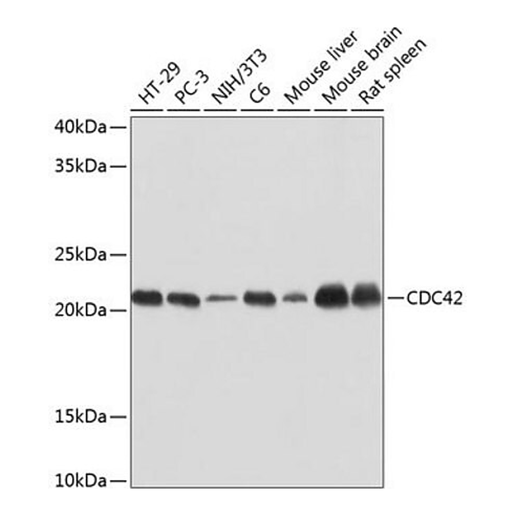 Merck Anti-CDC42 antibody produced in rabbit