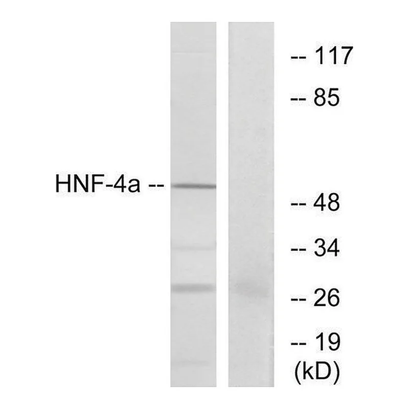 Merck Anti-HNF4 antibody produced in rabbit