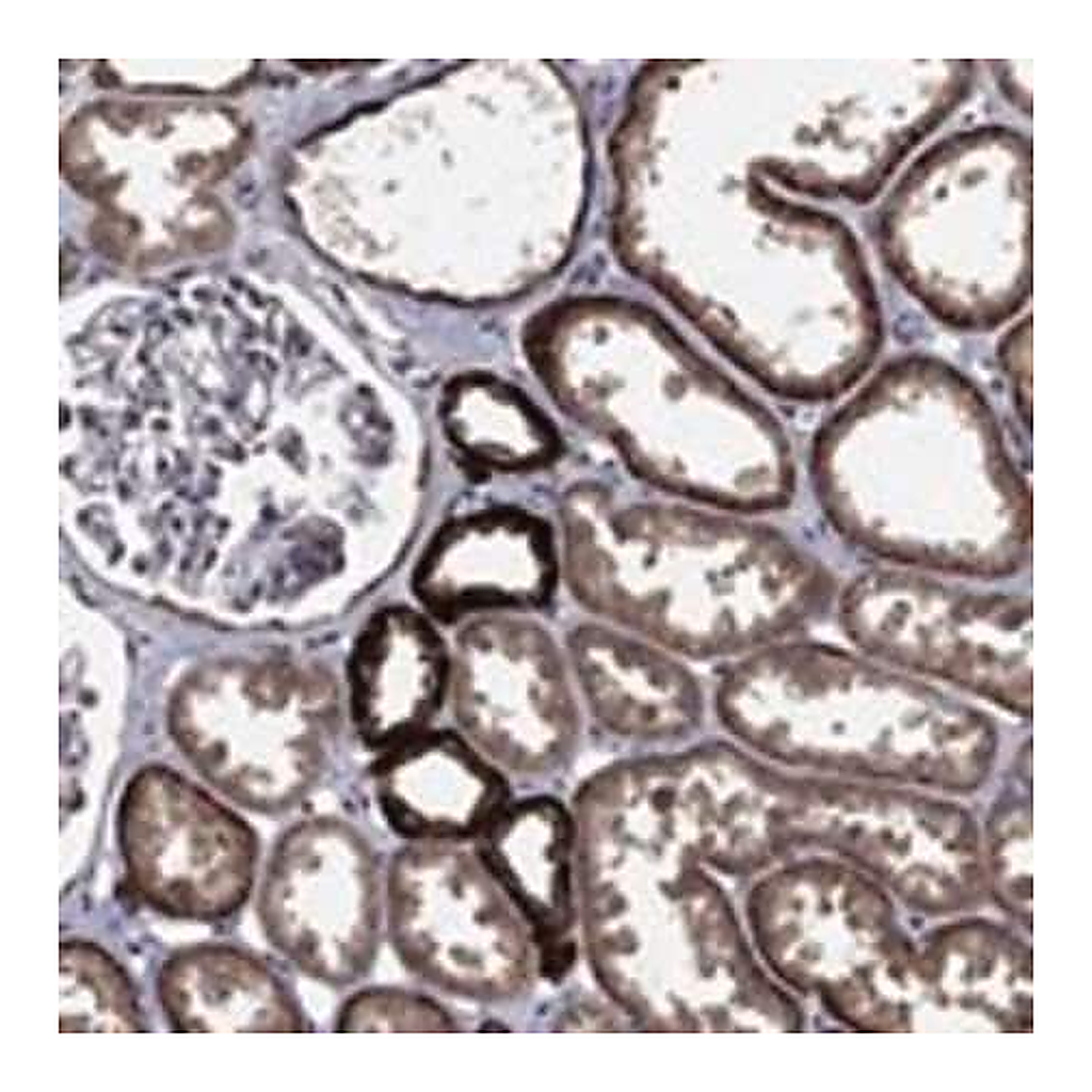 Merck Anti-NELFCD antibody produced in rabbit