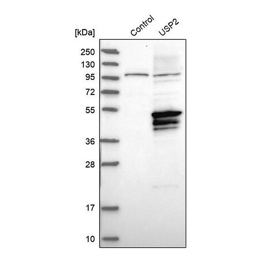 Merck Anti-USP2 antibody produced in rabbit
