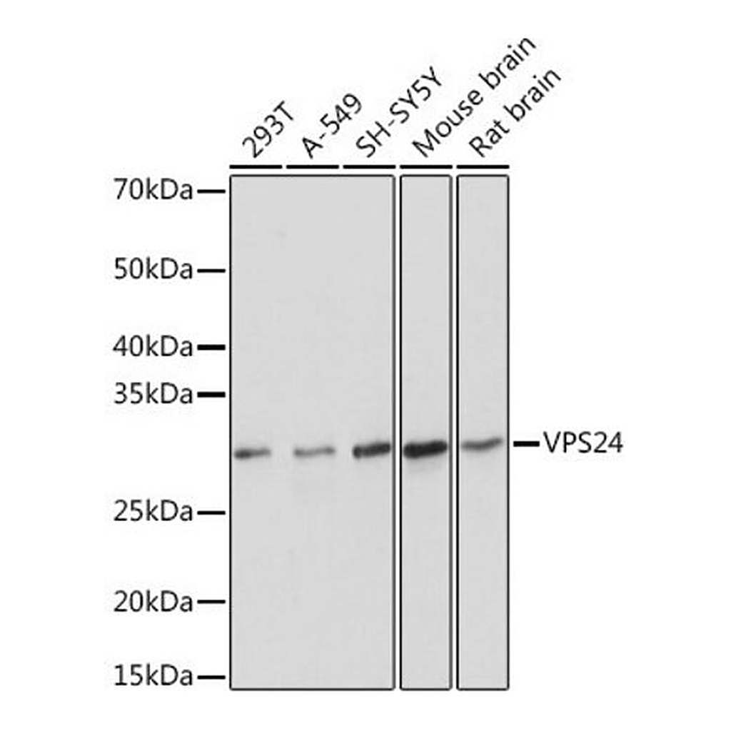 Merck Anti-VPS24 antibody produced in rabbit