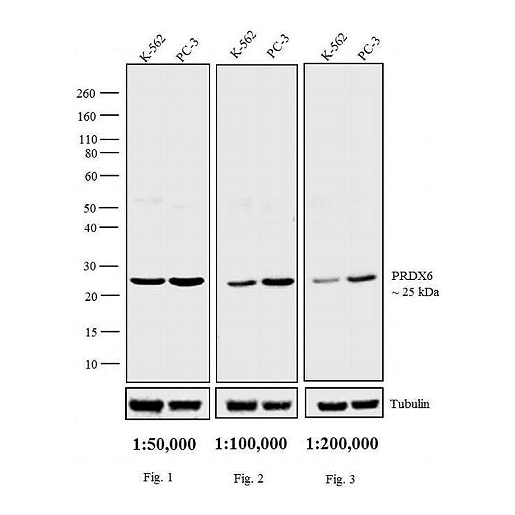 Thermo Fisher Scientific Goat anti-Rabbit IgG F(ab`)2 Secondary Antibody, Biotin