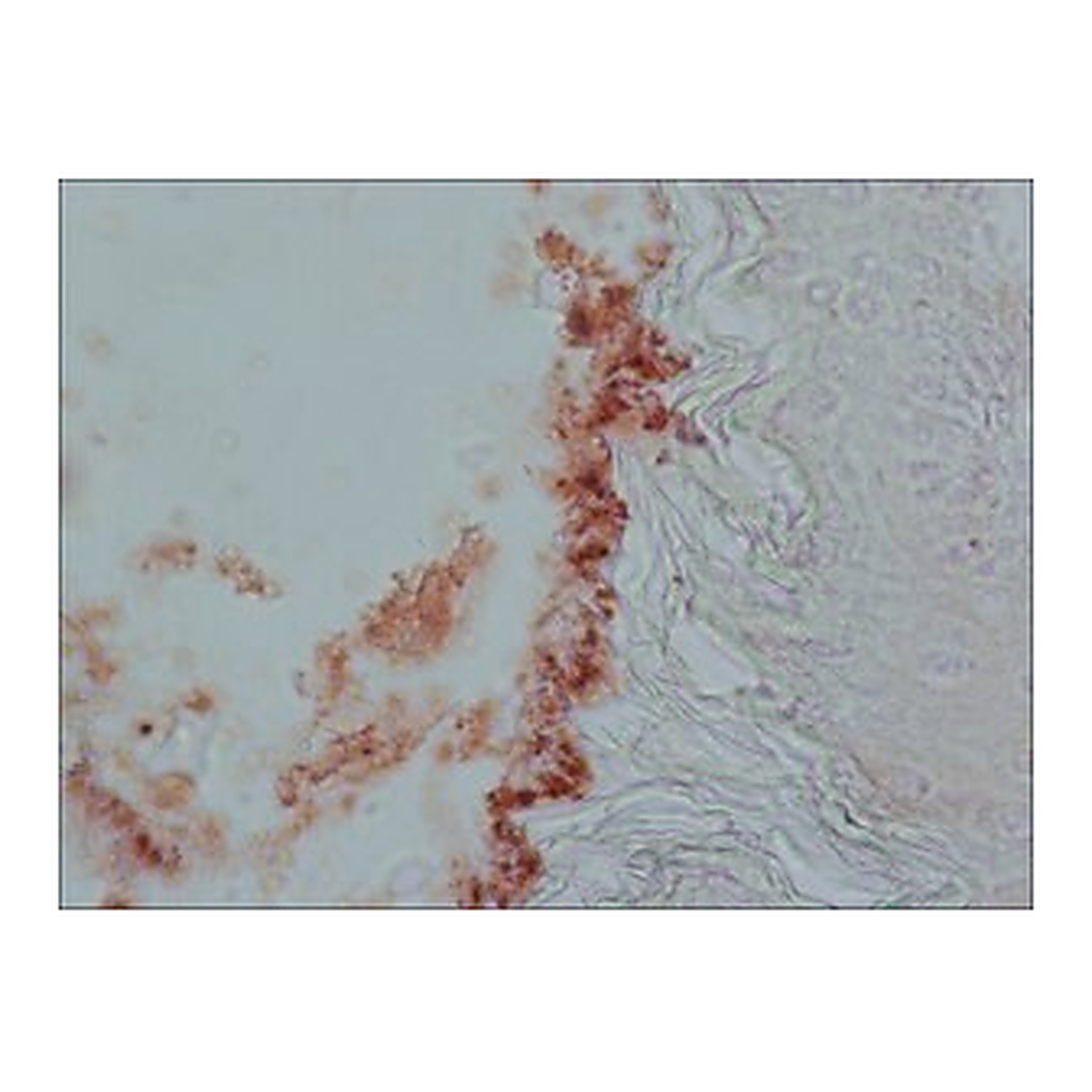 Merck ANTI-CHOLECYSTOKININ (26-33), (CCK-8)