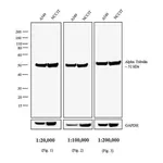 Thermo Fisher Scientific Goat anti-Rat IgG (H+L) Secondary Antibody, Biotin