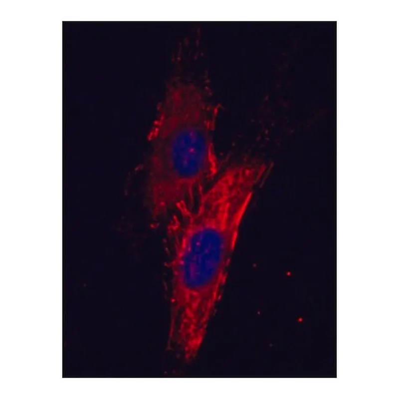 Merck MOUSE MONOCLONAL ANTI-HUMAN FIBRONECTIN&