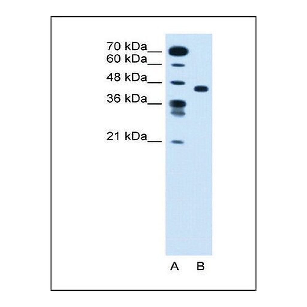 Merck Anti-SLC35C1 antibody produced in rabbit