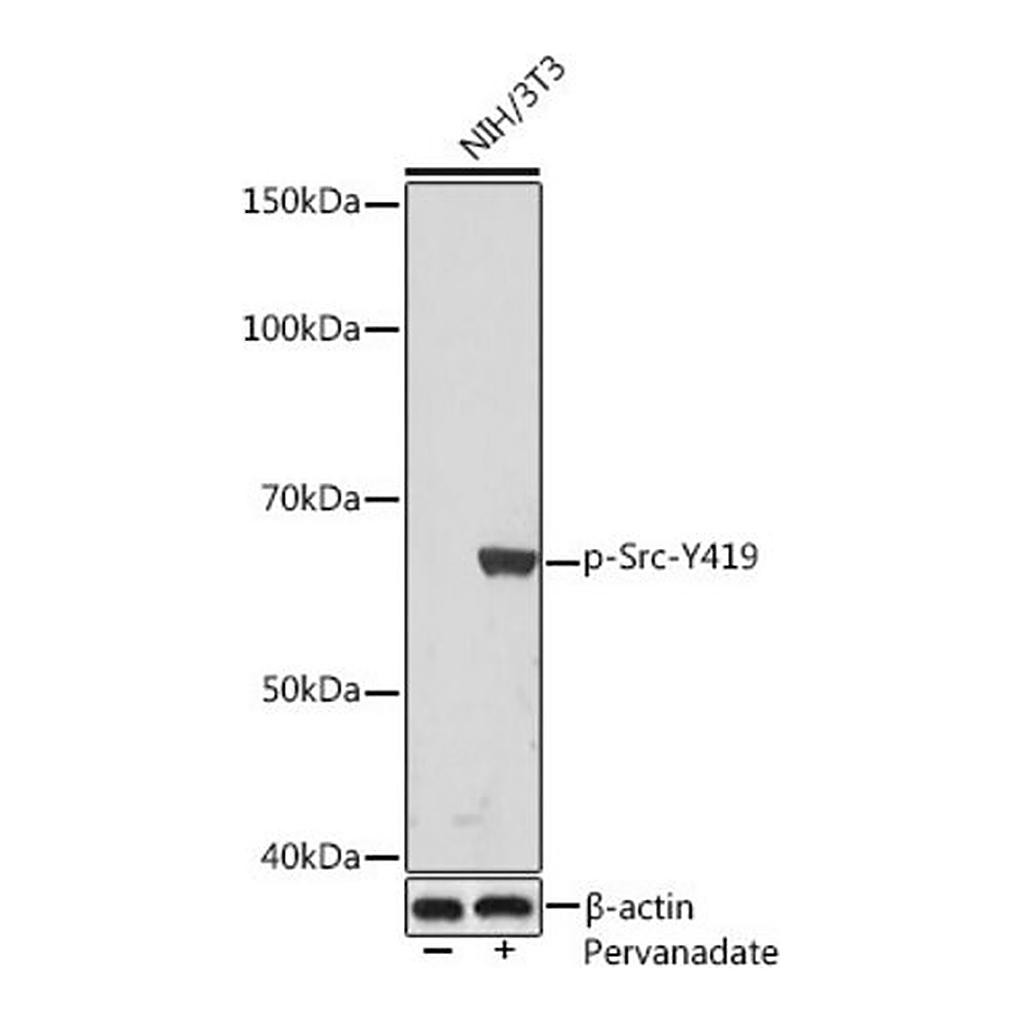 Merck Anti-Phospho-Src-Y419 antibody produced in rabbit