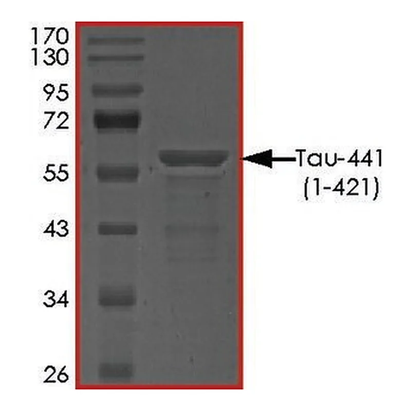 Merck TAU-441 (1-421) PROTEIN