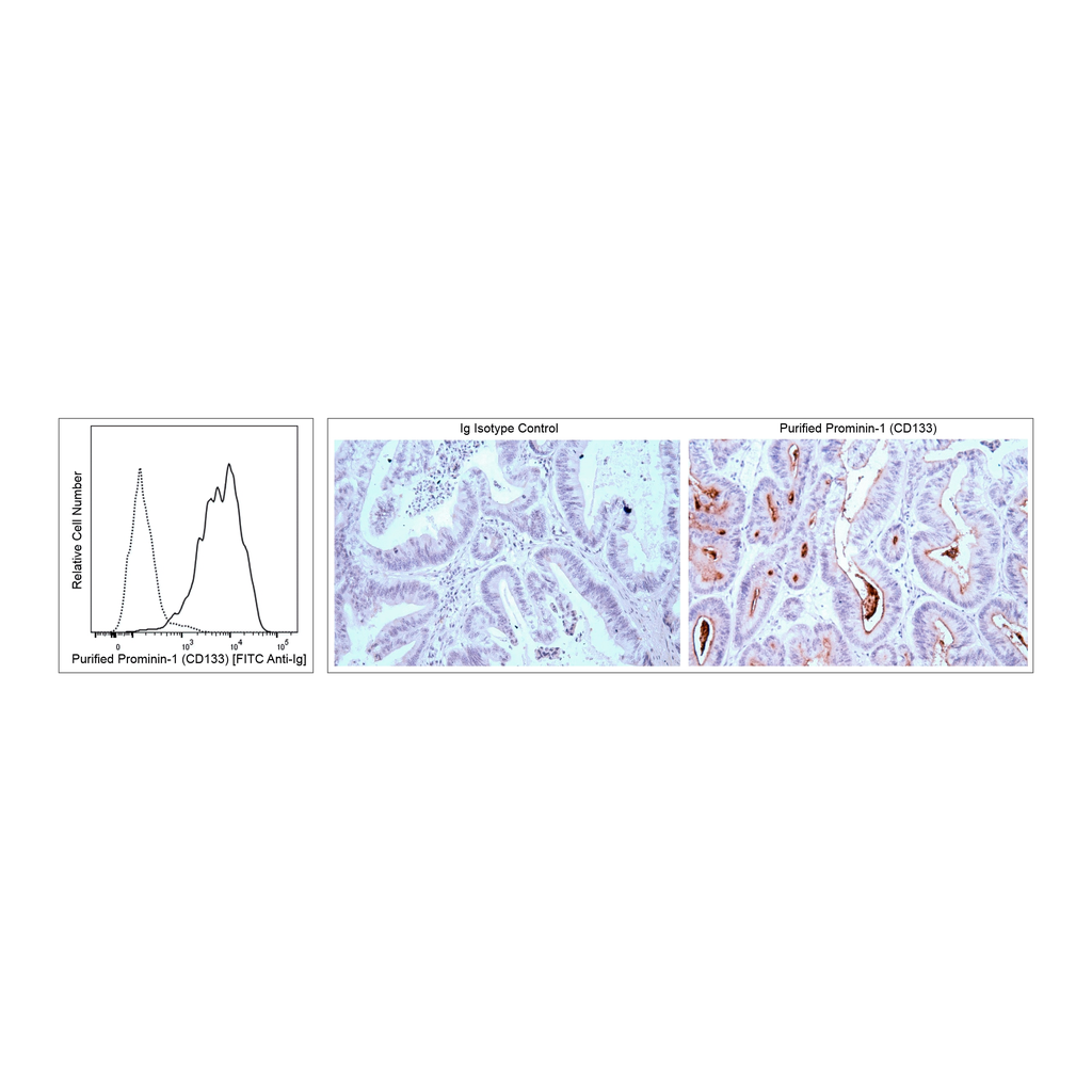 BD Purified Mouse Anti-Human Prominin-1 (CD133)