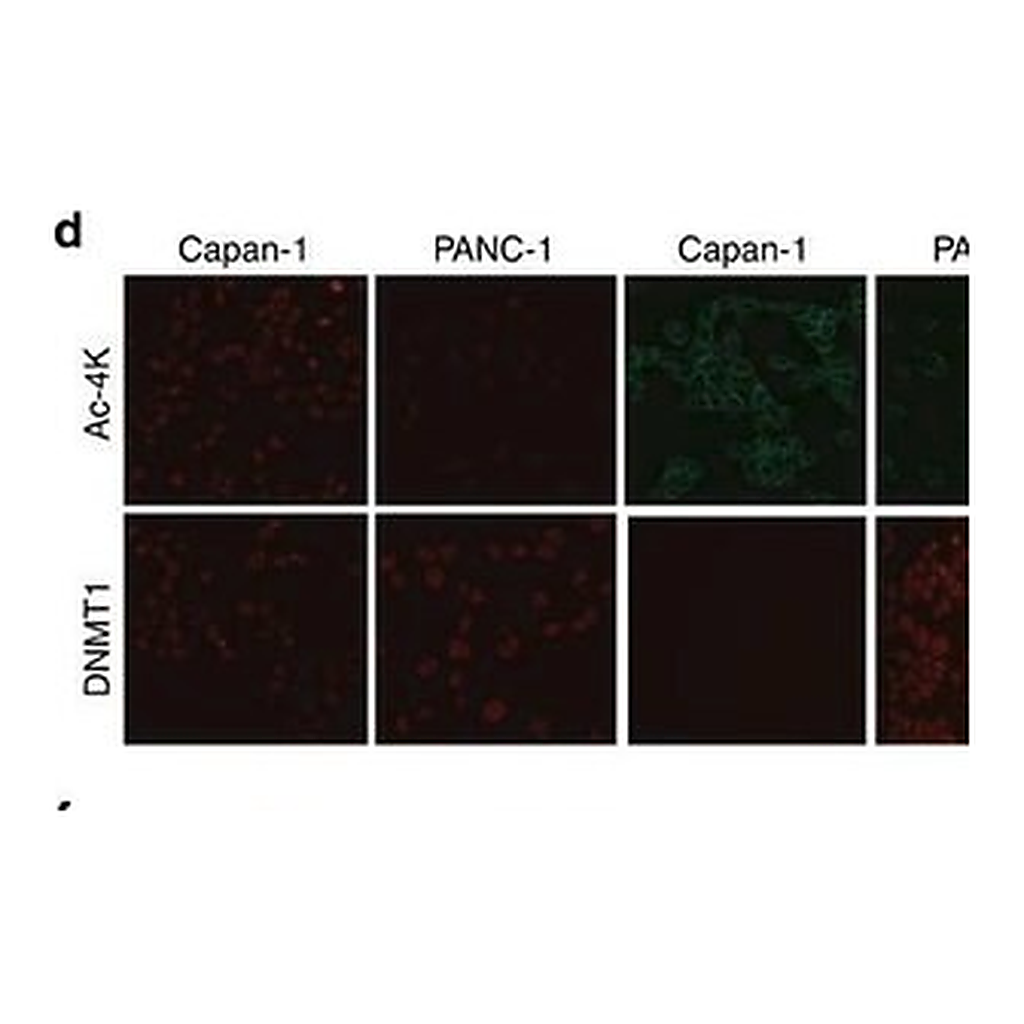 Merck MOUSE MONOCLONAL ANTI-VIMENTIN CLONE V9&