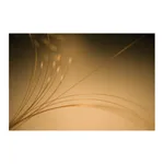 Thermo Fisher Scientific GuardGOLD Capillary Columns