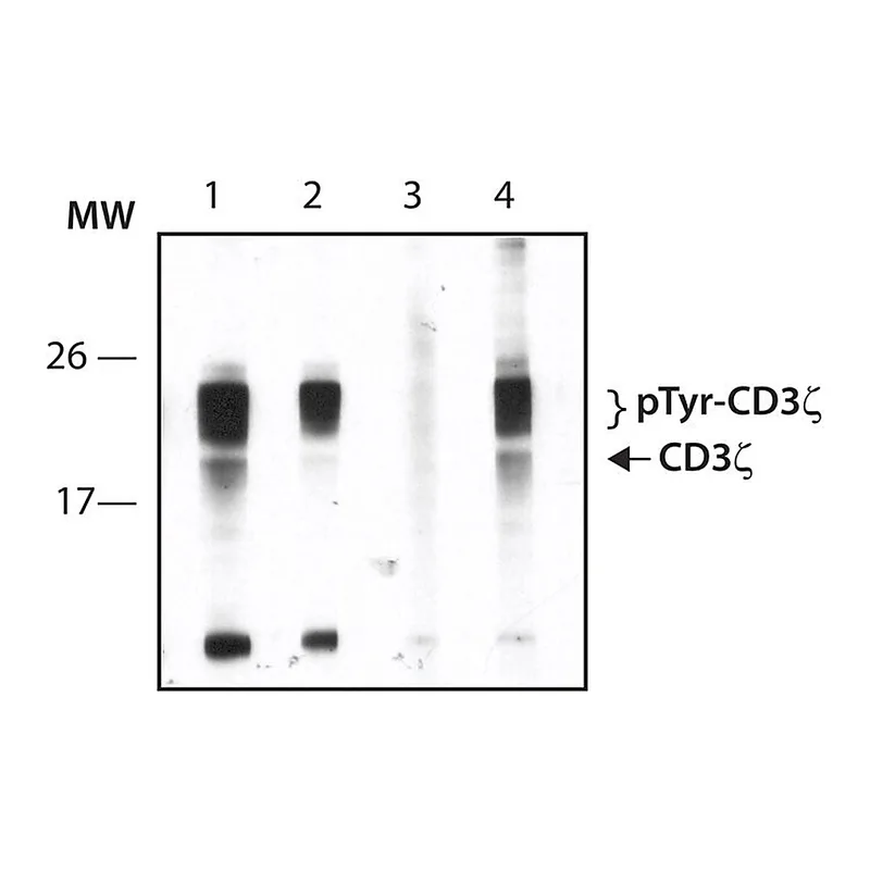 Merck Anti-phospho-CD3zeta (pTyr83) antibody produced in rabbit