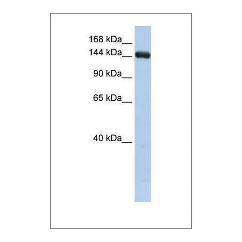 Merck Anti-UGCGL2 (ab2) antibody produced in rabbit