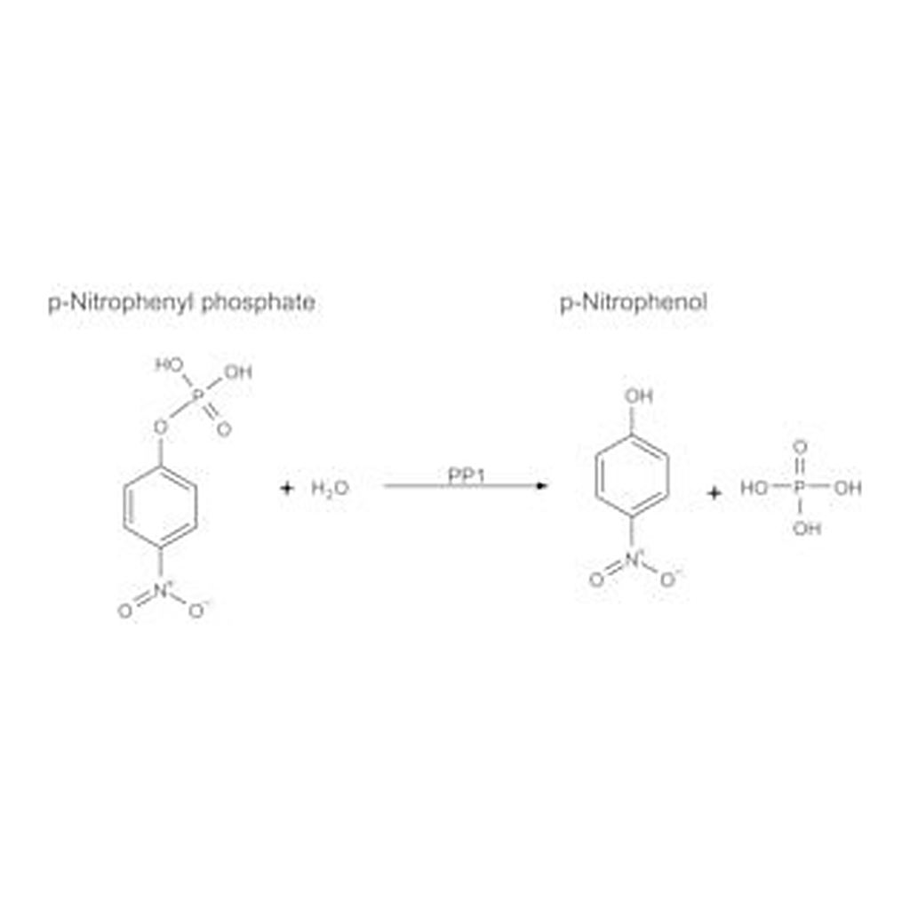 Merck PROTEIN PHOSPHATASE-1, CATALYTIC