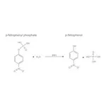 Merck PROTEIN PHOSPHATASE-1, CATALYTIC