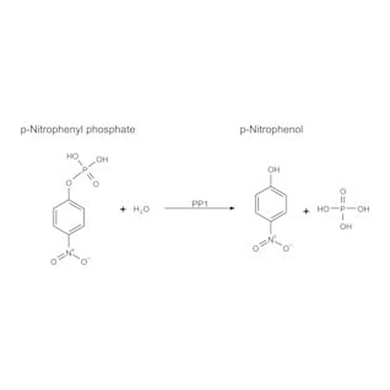 Merck PROTEIN PHOSPHATASE-1, CATALYTIC