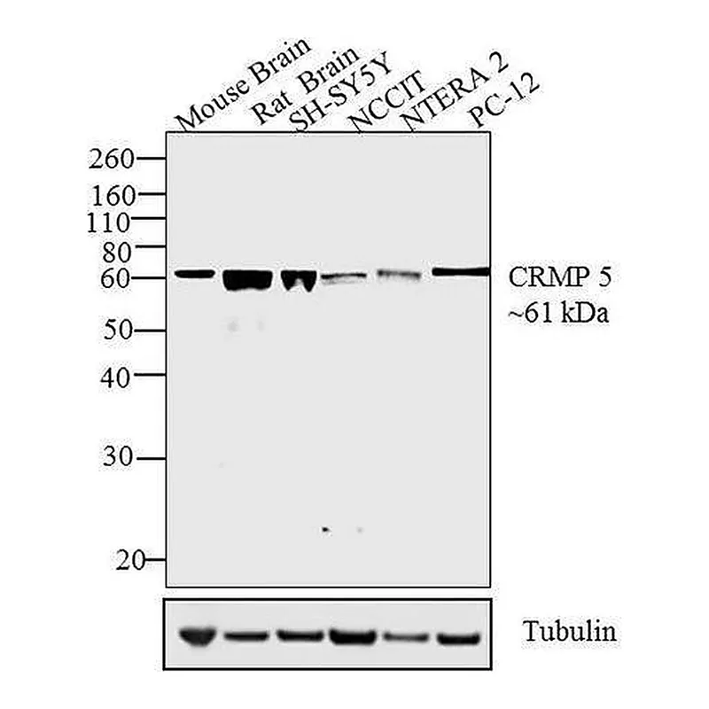 Thermo Fisher Scientific Goat anti-Rat IgG (H+L) Secondary Antibody, HRP