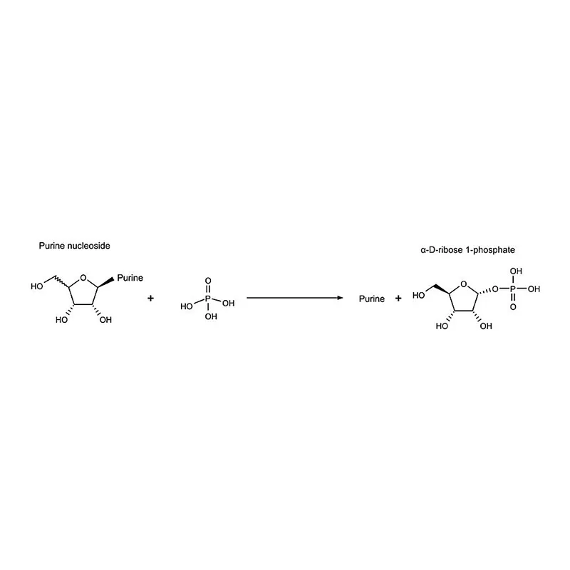 Merck Nucleoside Phosphorylase bacterial