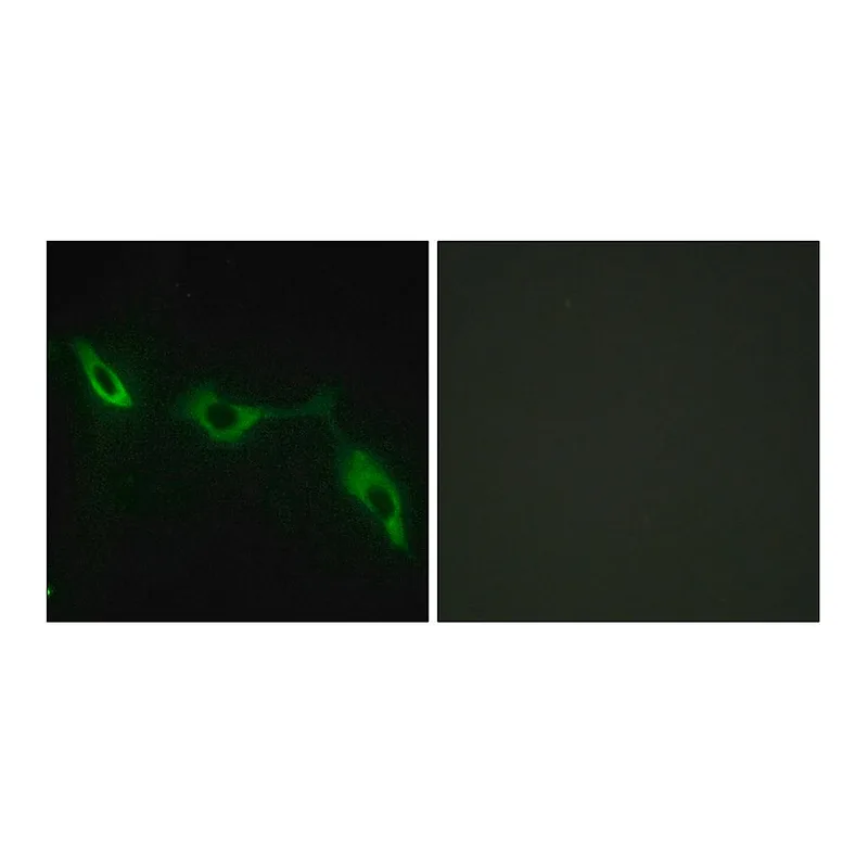 Merck Anti-LEG9 antibody produced in rabbit