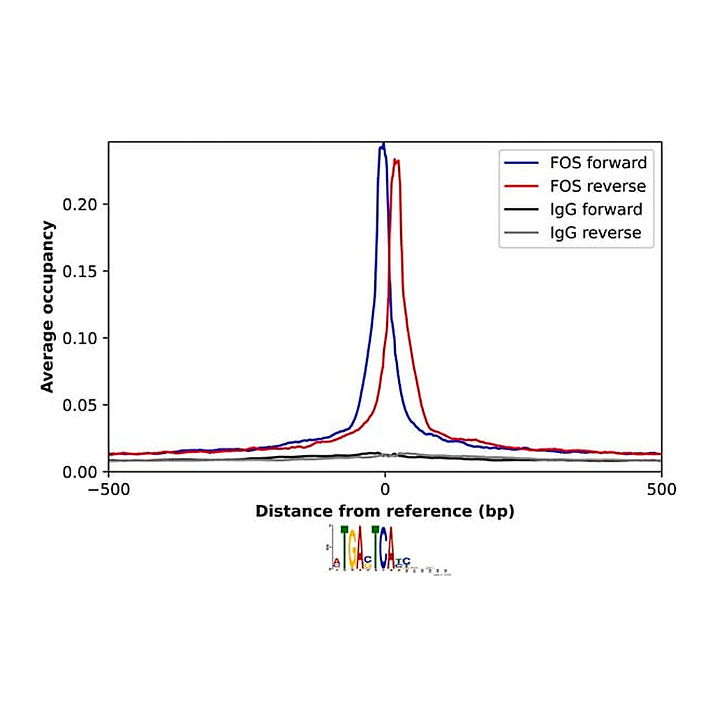 Merck Anti-FOS antibody produced in rabbit