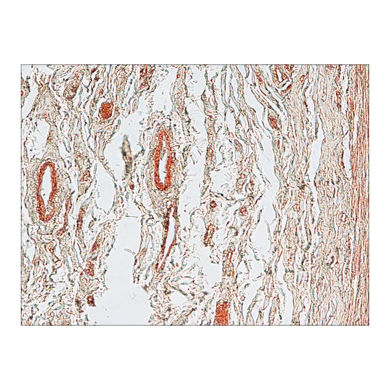 Merck Anti-Mouse IgG (Fab specific)-Biotin antibody produced in goat