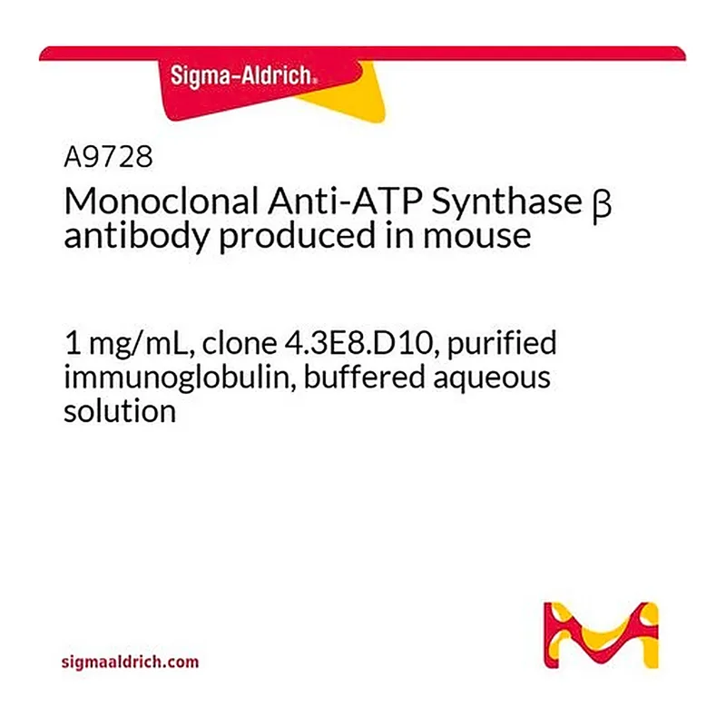 Merck Monoclonal Anti-ATP Synthase beta antibody produced in mouse