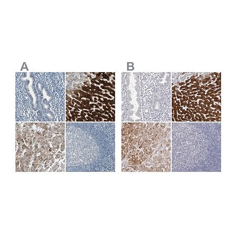 Merck Anti-CYP2E1 antibody produced in rabbit