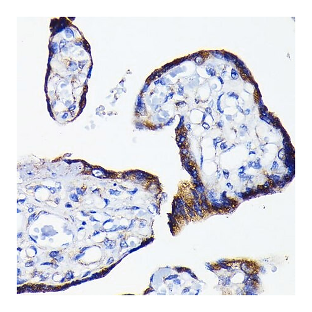 Merck Anti-Bad antibody produced in rabbit