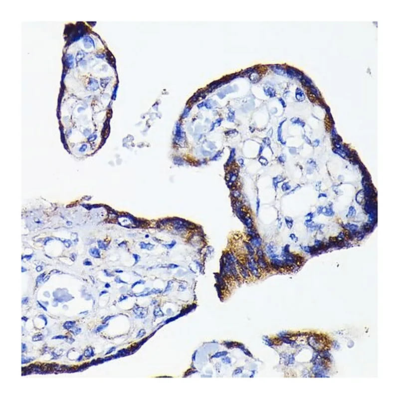 Merck Anti-Bad antibody produced in rabbit