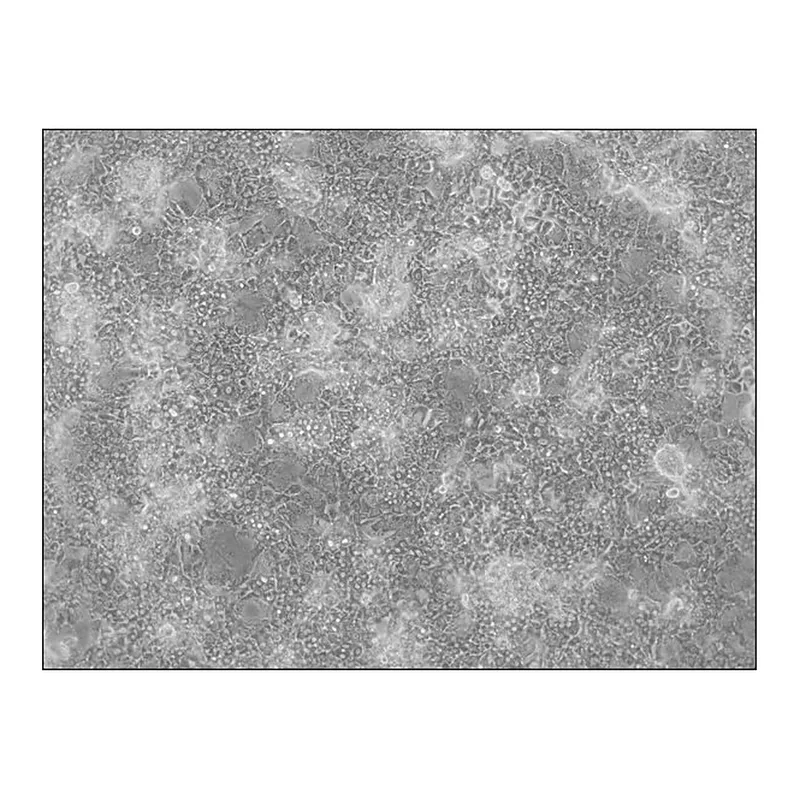 Merck HepaRG(TM) 5F Control Cells