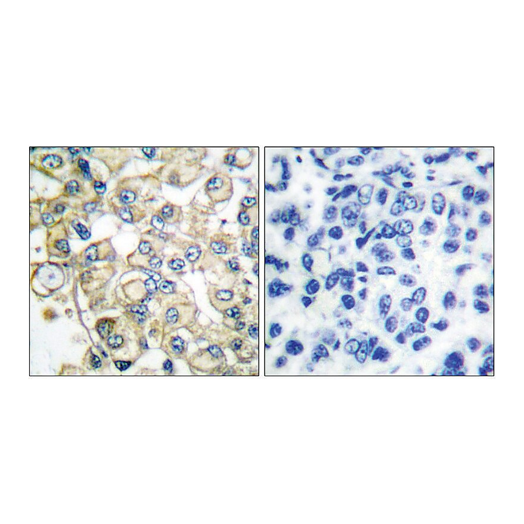 Merck Anti-FGFR1 antibody produced in rabbit